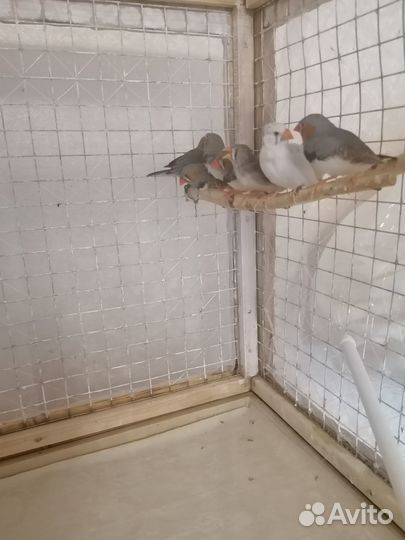 Зебровые амадины