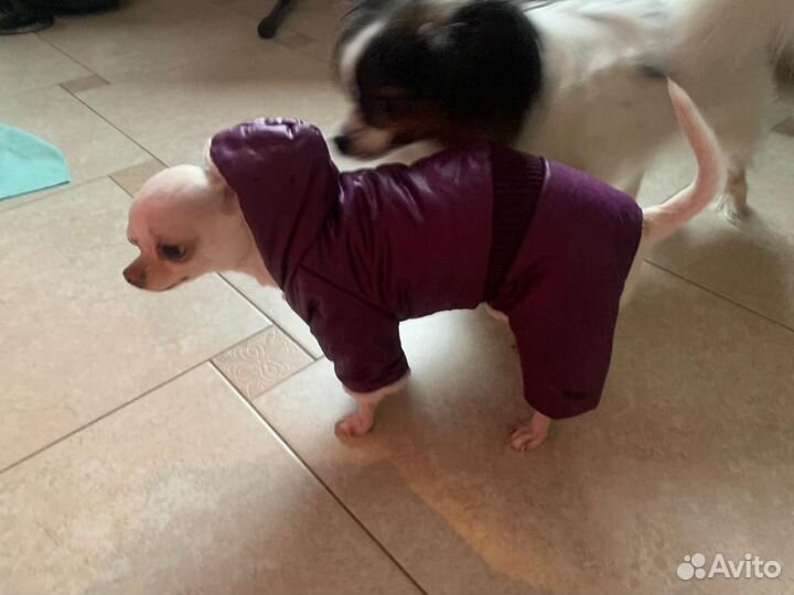 Пуховик для собак