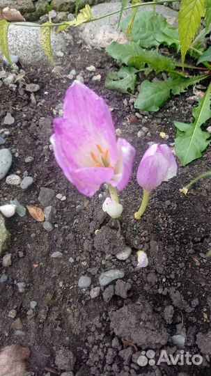 Луковицы безвременника