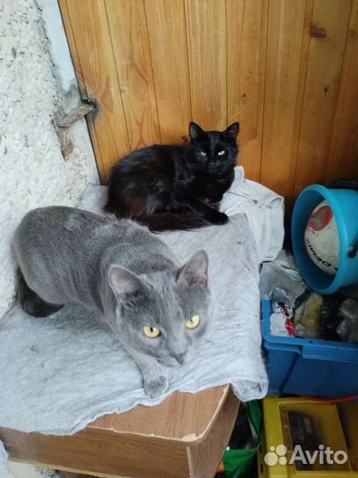 Отдам в добрые руки