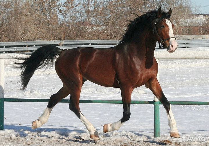 Орловский жеребец Индекс