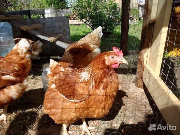 Яйца домашние