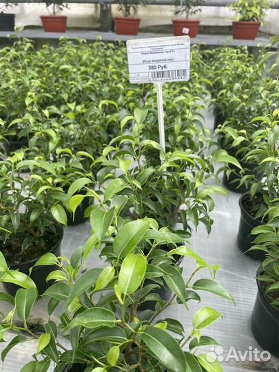 Фикусы большой выбор