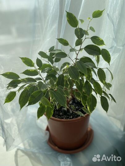 Комнатные растения