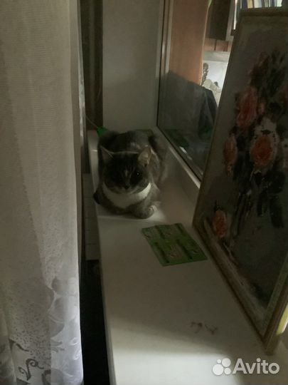 Отдпи кота в добрые руки