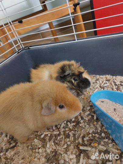 Морская свинка