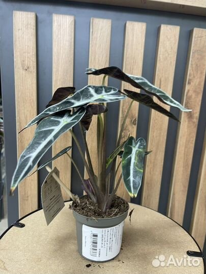 Алаказия Драгон