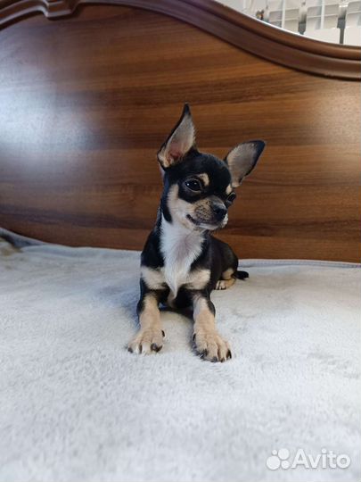 Чихуахуа девочка РКФ