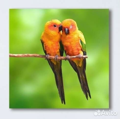 Алмазная мозаика на подрамнике 40*40 Попугаи Птицы