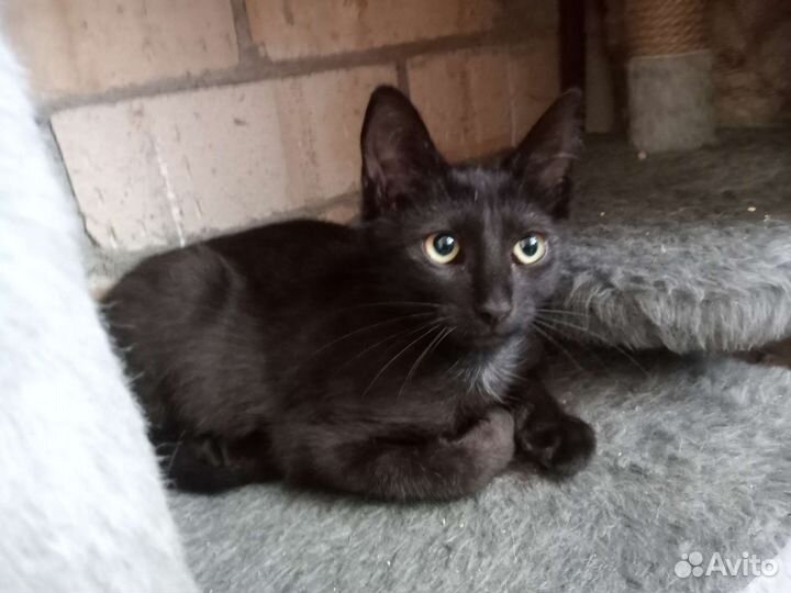 Котик 5 месяцев