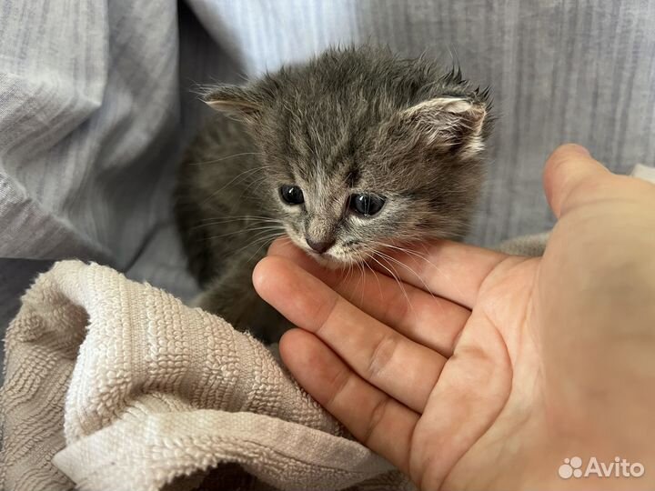 Котенок серый мальчик