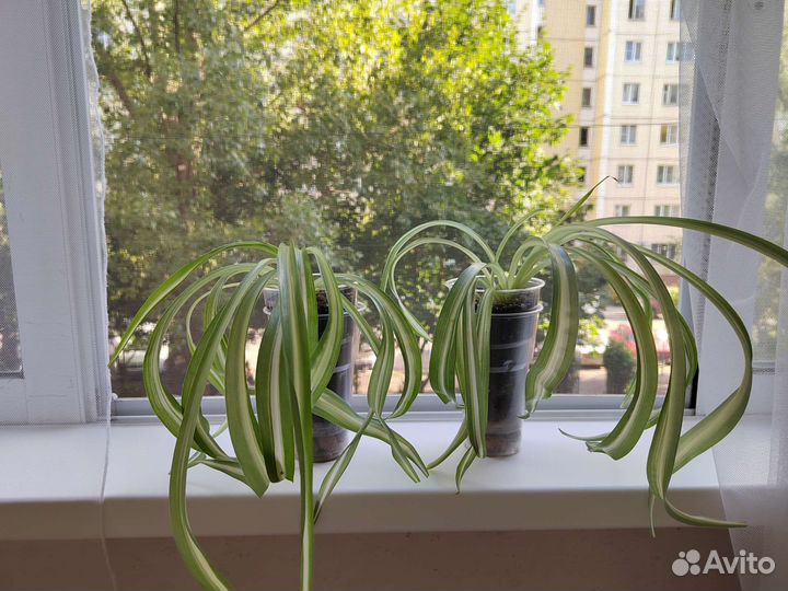 Комнатные цветы