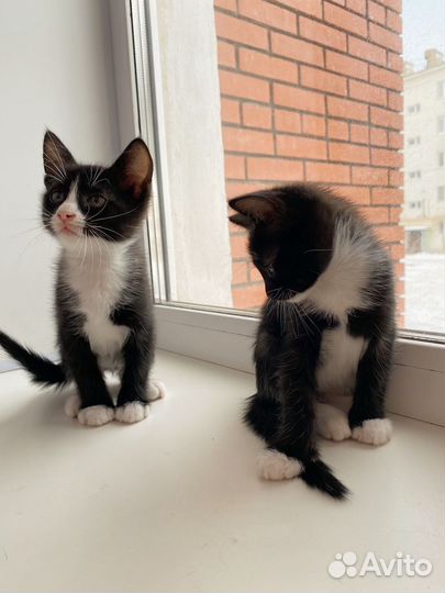 Котята воспитанные