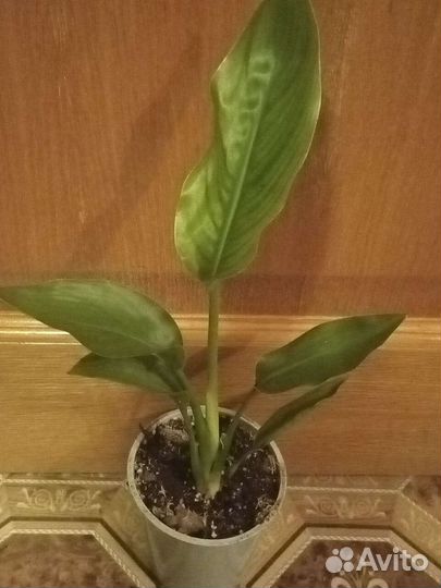 Домашние экзотические растения