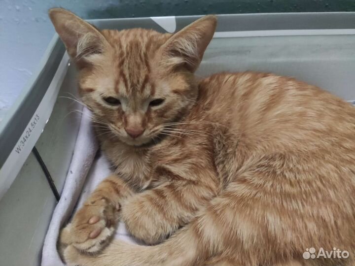 Рыжий котенок девочка с карими глазами