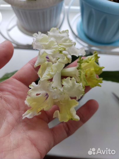 Стрептокарпус