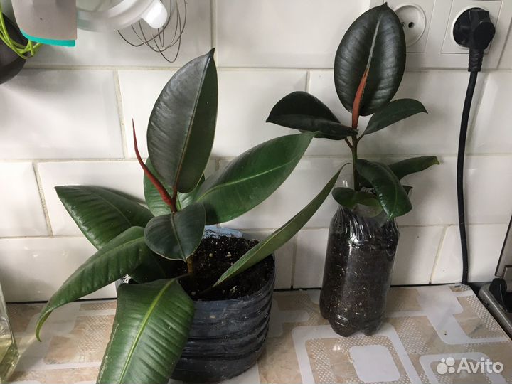 Фикус эластика