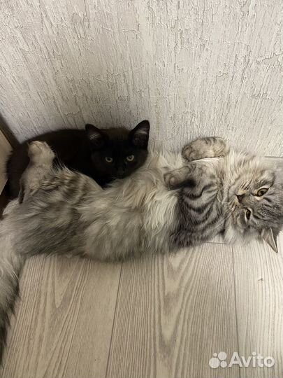 Отдам кота в добрые руки