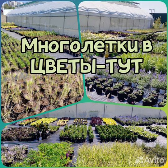 Шалфей дубравный