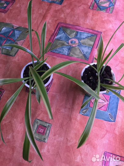 Хлорофитум лаксум