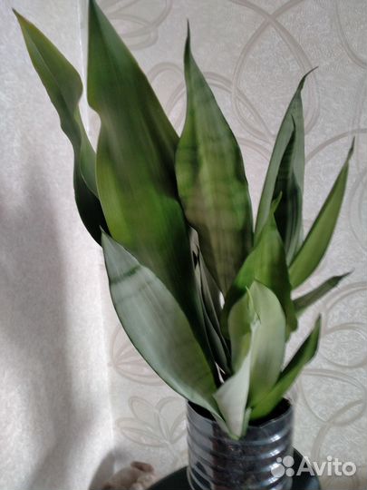 Щучий хвост серебристый