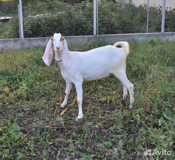 Коза Камори