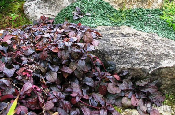 Почвопокровные растения