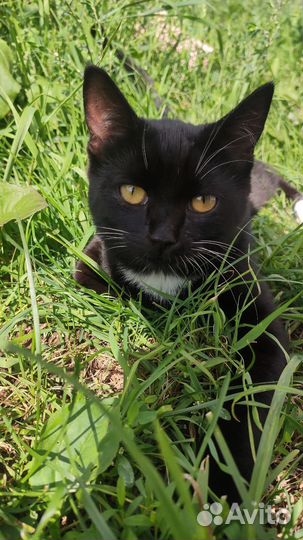 Котенок девочка