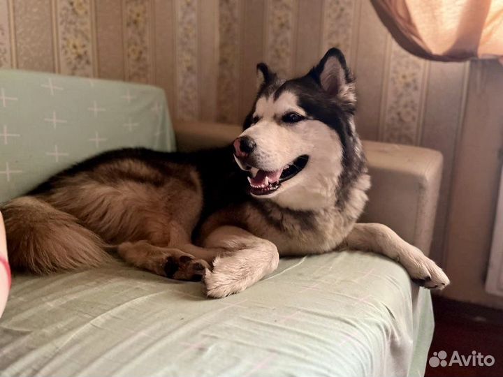 Добрый хаски пёс в дар