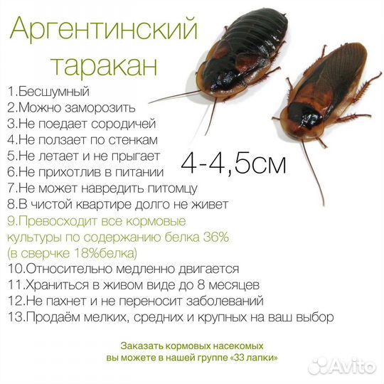 Кормовые насекомые