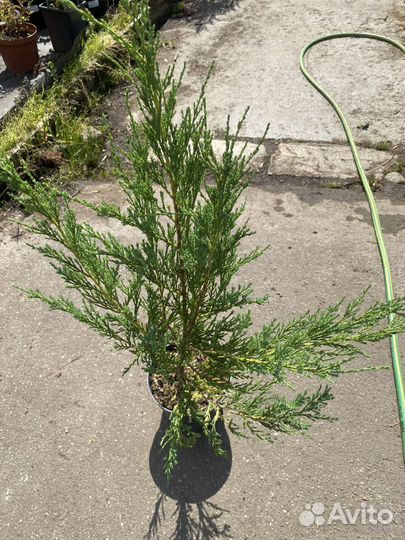 Можжевельник скальный блю эрроу