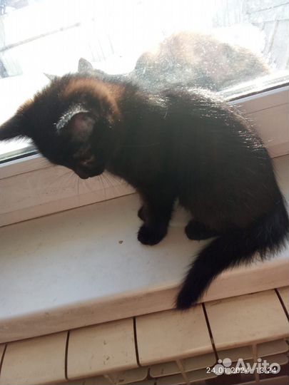 Отдам кошечку