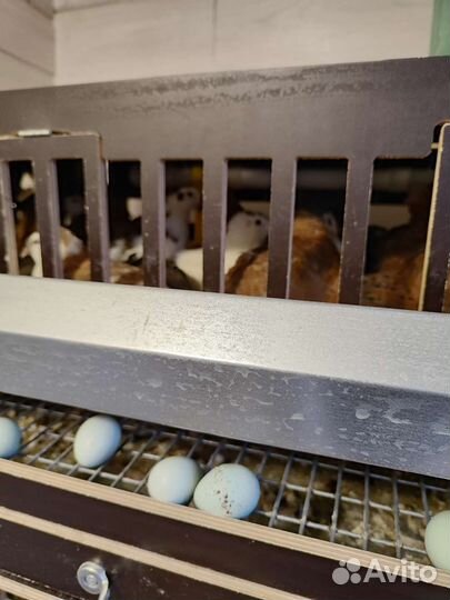 Инкубационное яйцо Селадонов