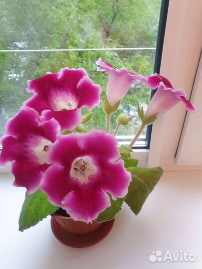 Хойя, глоксинья