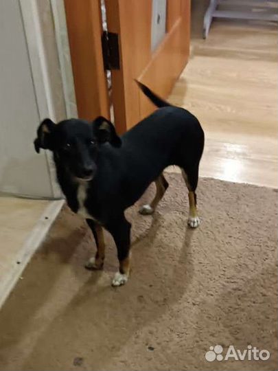 Собачка в добрые руки