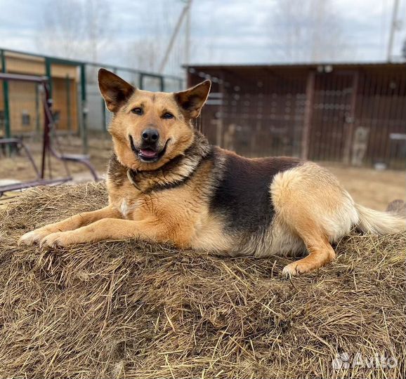 Мальта - собака - оптимистка