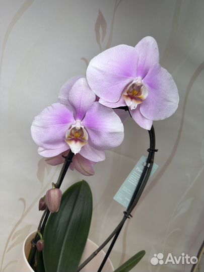 Орхидея фаленопсис