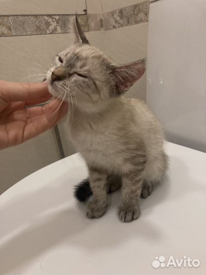 Котенок в добрые руки