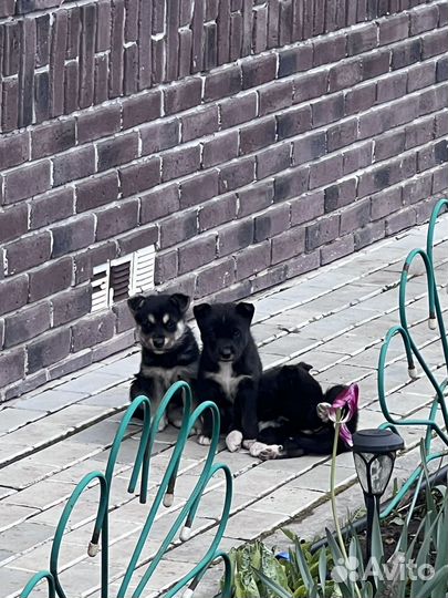 Щенки смесь Хаски