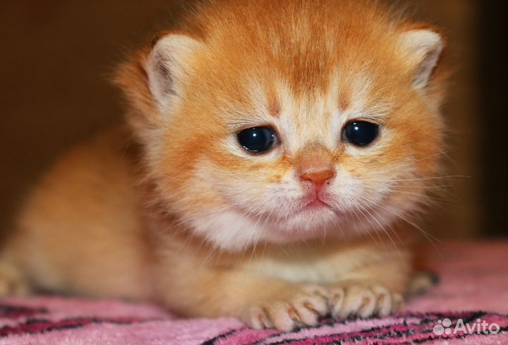 Девочки и мальчики золотой шиншиллы