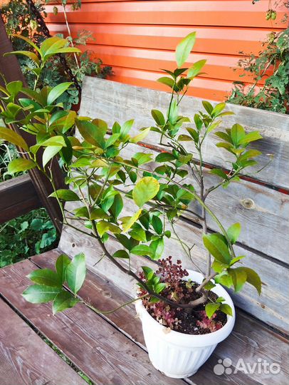 Лимоны взрослые