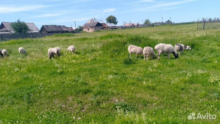 Продам Ягнят овец