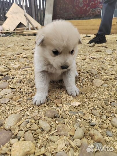 Щенки маламута