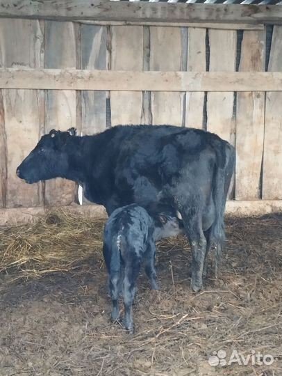 Коровы с телятами. Бык