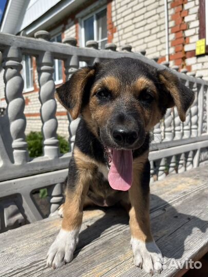 Щенки русской гончей