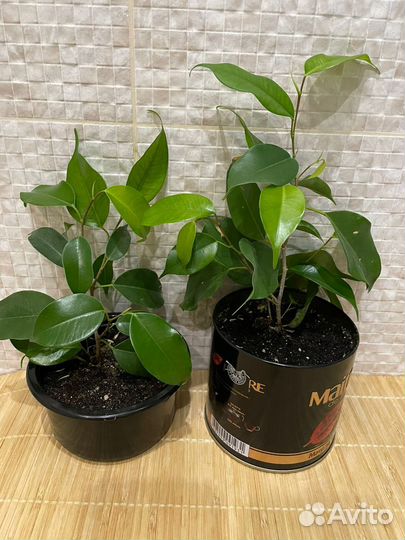 Фикусы Бенджамина