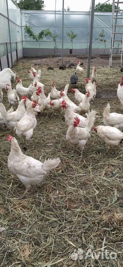 Домашние куриные яйца