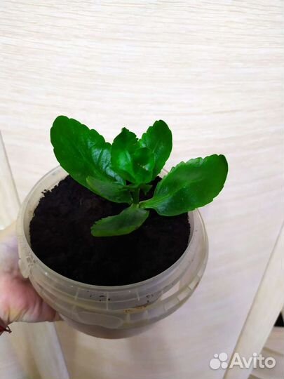 Каланхоэ, бегония, антуриум