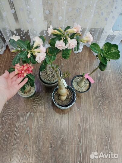 Адениумы набором
