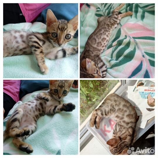 Бенгальские котята чистокровные